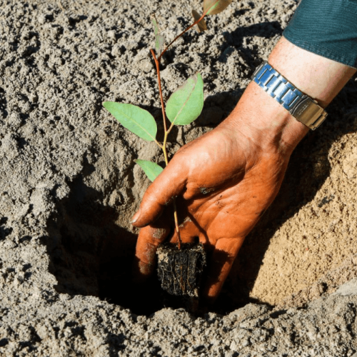 planting a tree