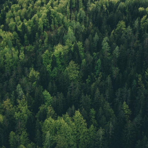 trees
